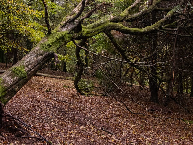 fallen tree in forest symbolizing unknown price transparency for health plans