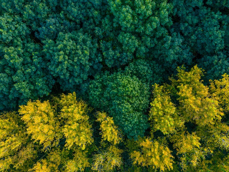 overhead shot of forest showing there is more to transparency mandates